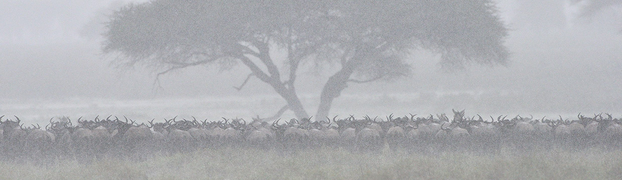 Wildlife photographer Grégoire Bouguereau